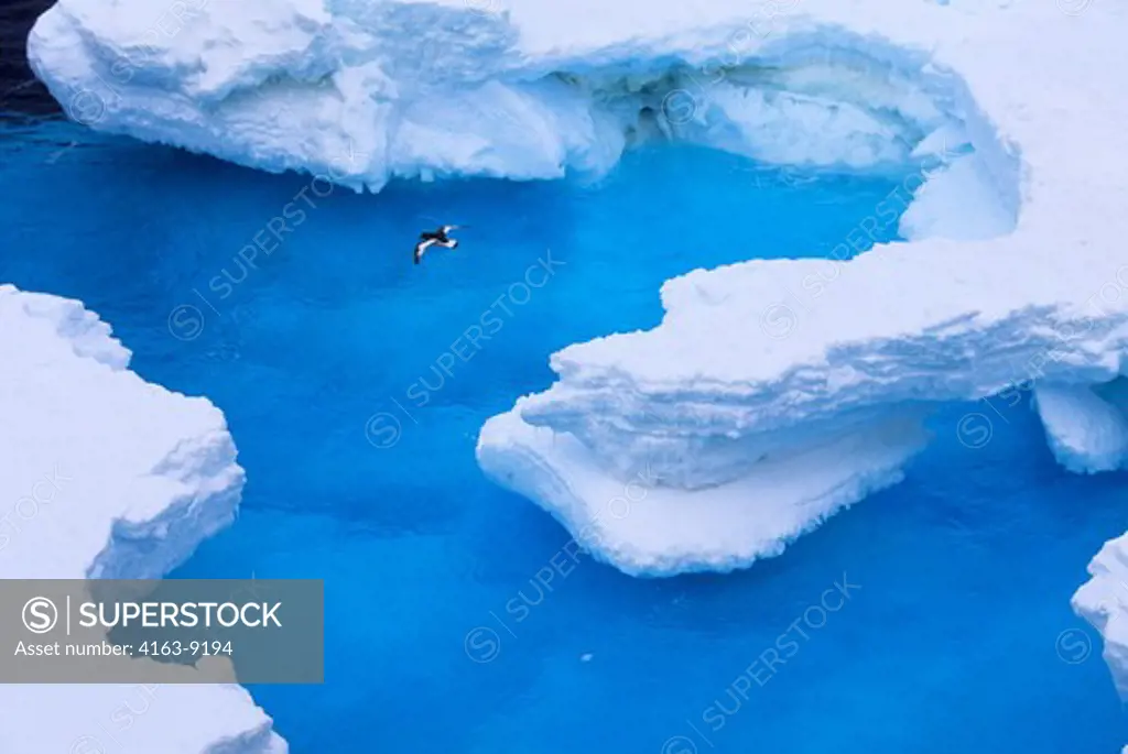 ANTARCTICA, SOUTH  ORKNEY ISLAND, ANTARCTIC PETREL IN FLIGHT OVER PACK ICE