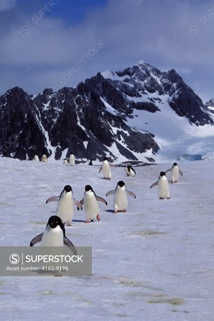 ANTARCTICA,SO. ORKNEY IS. LAURIE IS., ADELIE PENGUINS WALKING ON SNOW, RETURNING FROM SEA