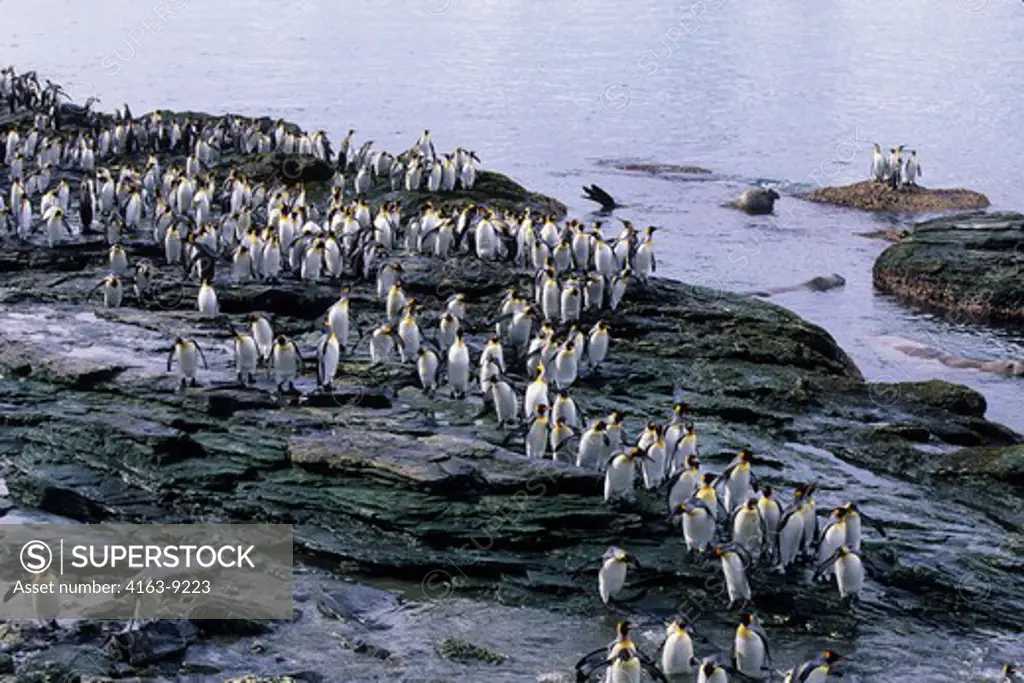SO. GEORGIA IS.,ST.ANDREWS BAY, KING PENGUINS ON ROCKS GOING/COMING FROM SEA
