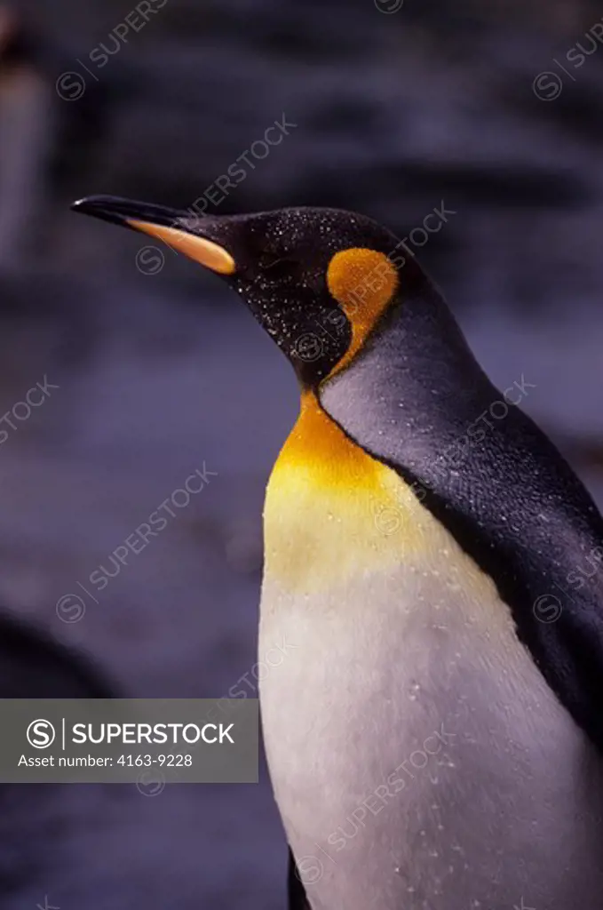 SO. GEORGIA IS.,ST.ANDREWS BAY, CLOSE-UP OF KING PENGUIN, WATER DROPS