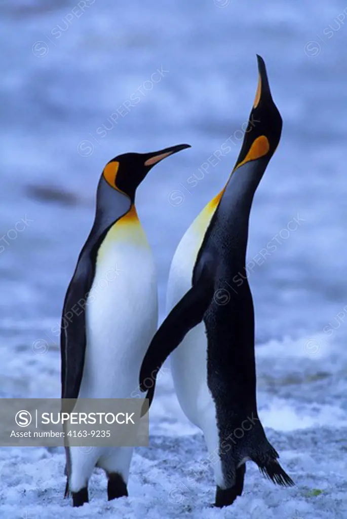 SOUTH  GEORGIA ISLAND,ST.ANDREWS BAY, KING PENGUINS ON SNOW, CALLING