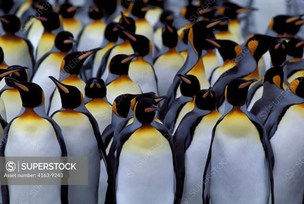 SOUTH GEORGIA IS.,ST.ANDREWS BAY, GROUP OF KING PENGUINS