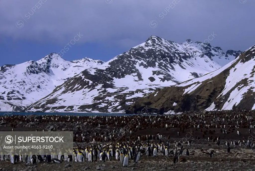 SOUTH  GEORGIA ISLAND, ST.ANDREWS BAY, KING PENGUINS MOLTING THEIR FEATHERS, JUVENILES IN BACKGROUND