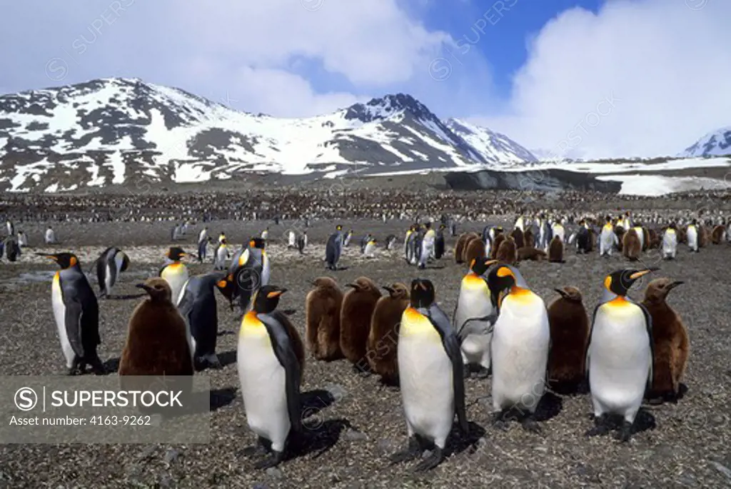 SOUTH  GEORGIA ISLAND, ST. ANDREWS BAY, KING PENGUIN COLONY, CHICKS ABOUT TEN MONTHS OLD, ADULTS