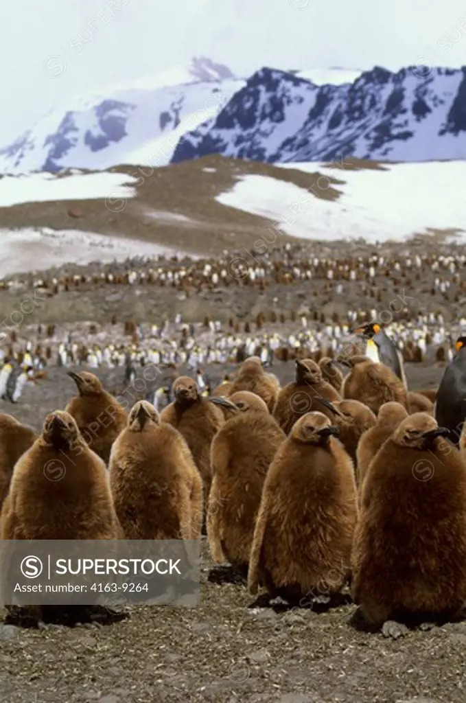 SOUTH  GEORGIA ISLAND, ST. ANDREWS BAY, KING PENGUIN COLONY, CHICKS ABOUT TEN MONTHS OLD