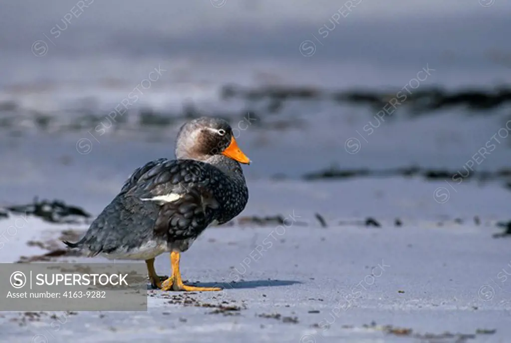 FALKLAND ISLANDS, SEA LION ISLAND, BEACH, FLIGHTLESS STEAMER DUCK, MALE