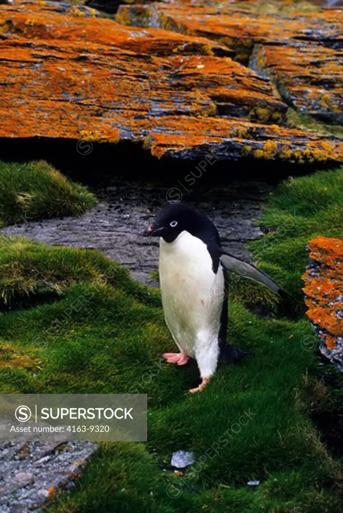 ANTARCTICA, SOUTH ORKNEY ISLANDS, SHINGLE COVE, ADELIE PENGUIN WALKING ON GRASS