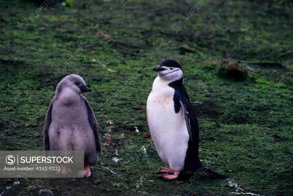 ANTARCTICA, DECEPTION ISLAND, BAILY HEAD, CHINSTRAP PENGUIN WITH CHICK