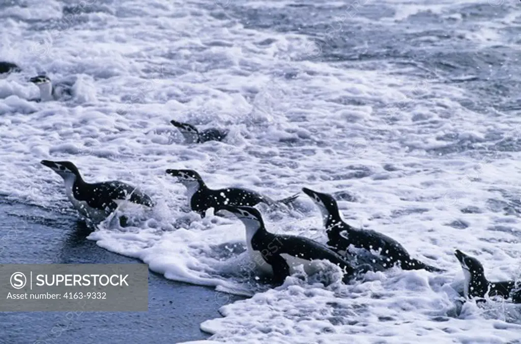 ANTARCTICA, DECEPTION ISLAND, BAILY HEAD, CHINSTRAP PENGUINS COMING OUT OF WATER