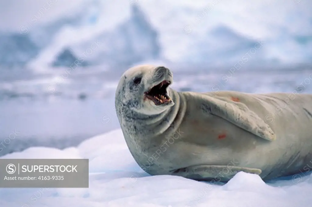 ANTARCTICA, NEKO HARBOR, CRABEATER SEAL ON ICEFLOE