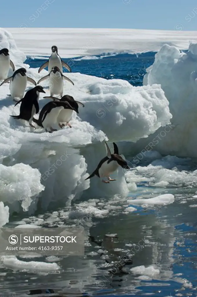 ANTARCTICA, PAULET ISLAND, BEACH, ADELIE PENGUINS ON ICE PEBBLES JUMPING INTO SEA