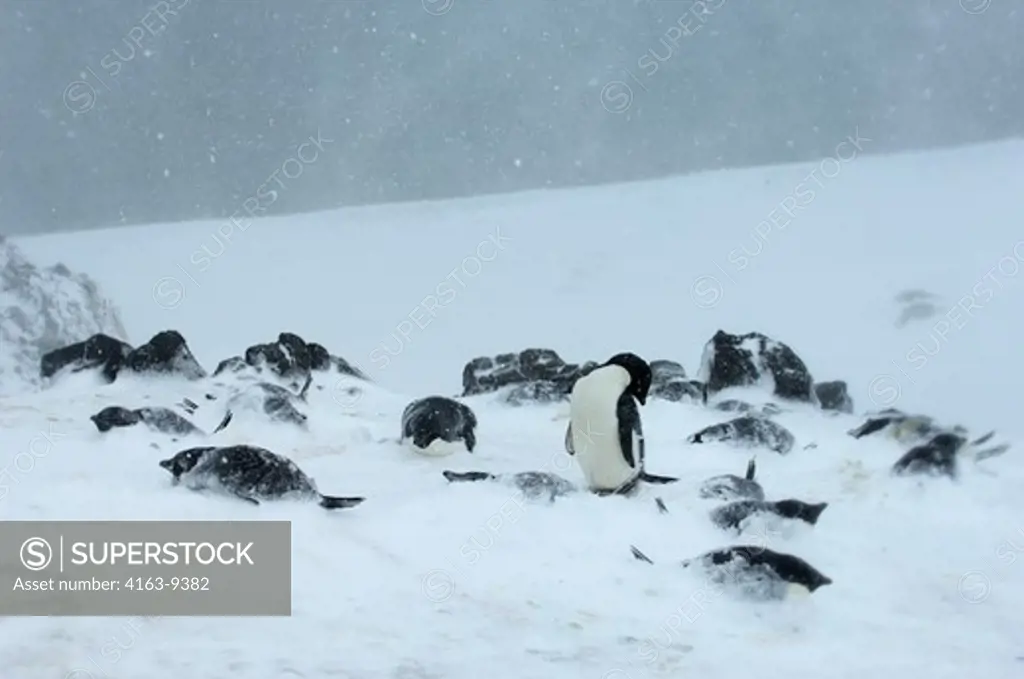 ANTARCTICA, SOUTH SHETLAND ISLANDS, KING GEORGE ISLAND, TURRET POINT, ADELIE PENGUIN COLONY IN STORMY WEATHER, ADELIE PENGUINS (Pygoscelis adeliae) COVERED WITH SNOW