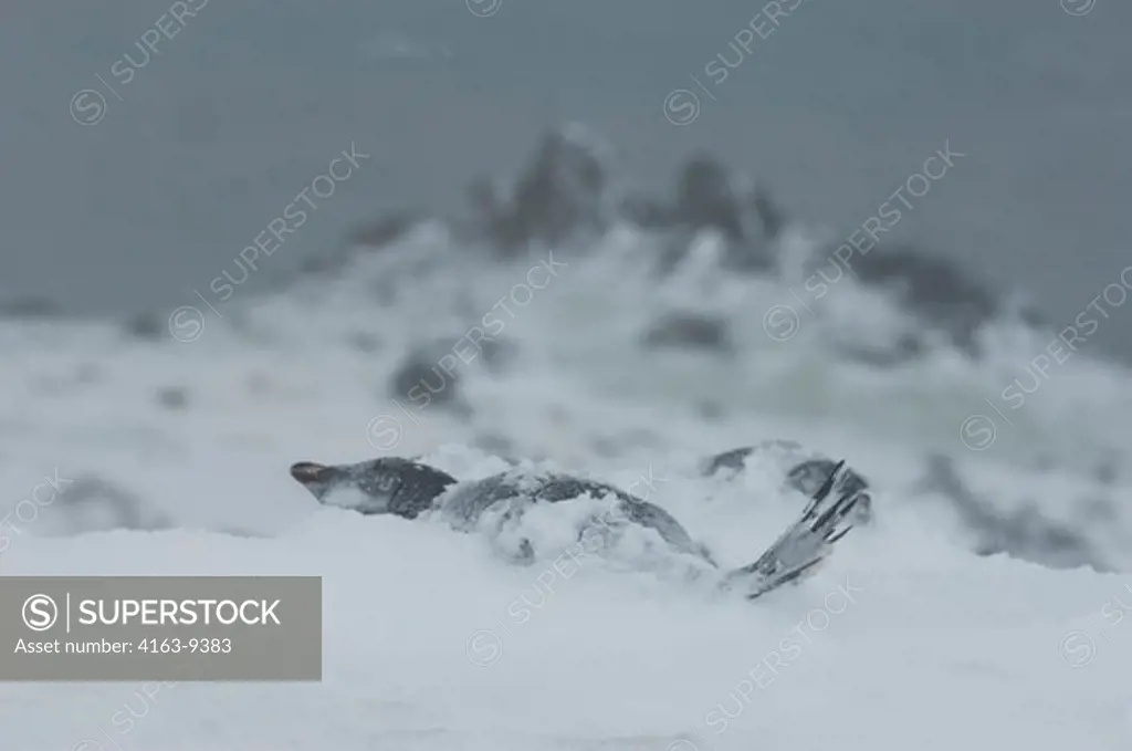 ANTARCTICA, SOUTH SHETLAND ISLANDS, KING GEORGE ISLAND, TURRET POINT, ADELIE PENGUIN COLONY IN STORMY WEATHER, ADELIE PENGUINS (Pygoscelis adeliae) COVERED WITH SNOW