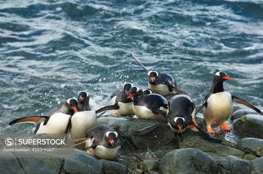 ANTARCTICA, ANTARCTIC PENINSULA, CUVERVILLE ISLAND, GENTOO PENGUINS COMING BACK FROM SEA, RETURNING TO COLONY