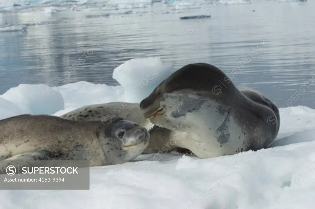 ANTARCTICA, ANTARCTIC PENINSULA, PLENEAU ISLAND, LEOPARD SEAL WITH BABY ON ICEFLOE