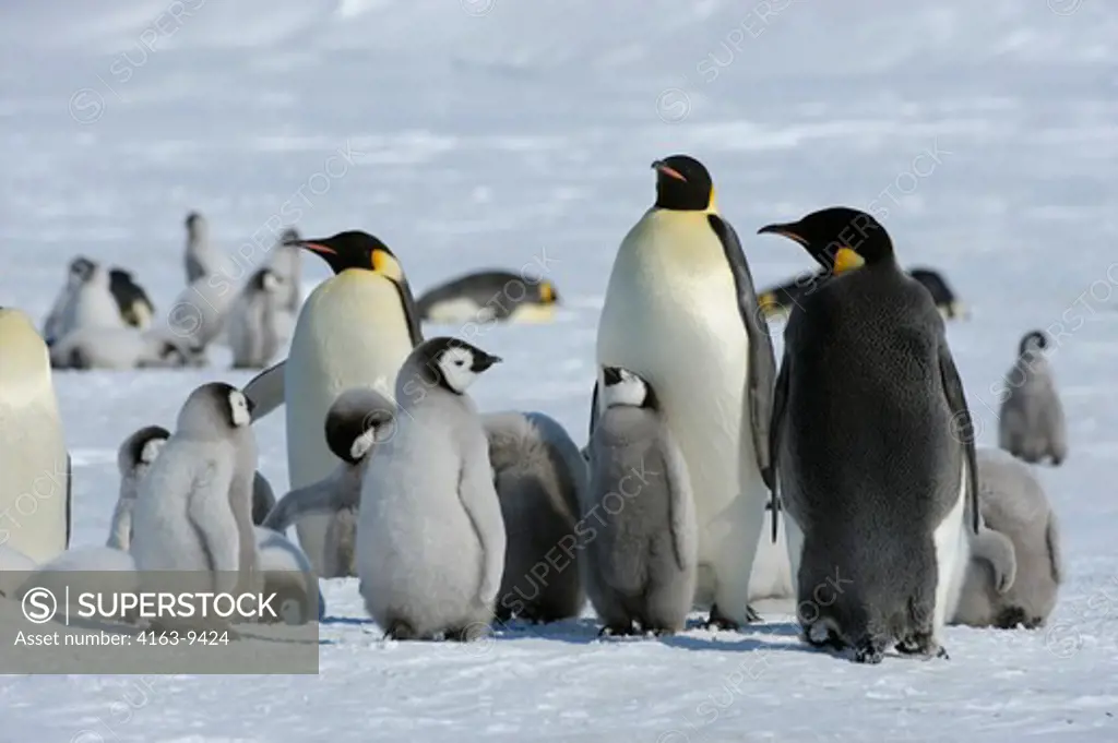ANTARCTIC, Antarctica, Weddell Sea, SNOW HILL ISLAND, FAST ICE, Emperor Penguin, EMPEROR PENGUIN Aptenodytes forsteri, Wildlife, bird, seabird, penguin, ice, Colony, chick, penguin chick, baby animal
