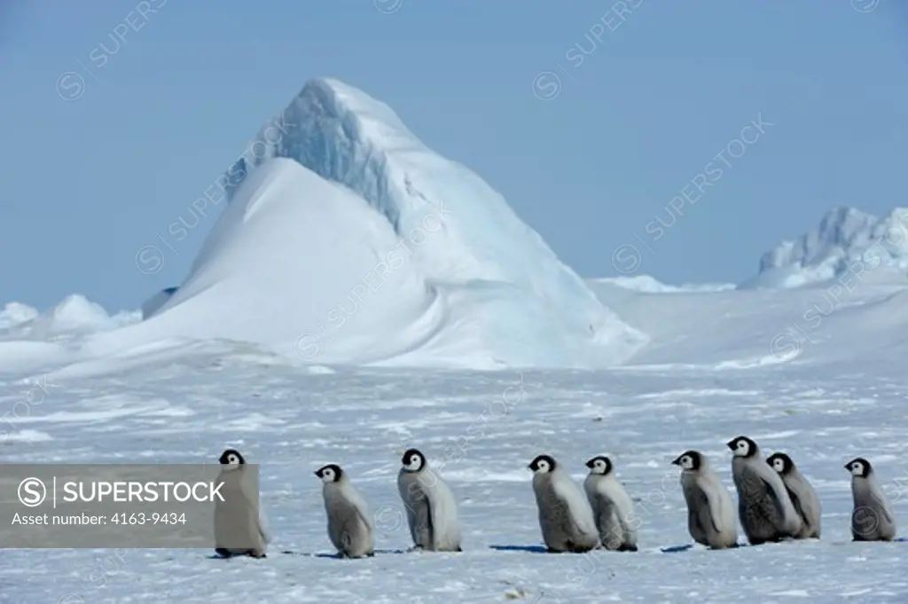 ANTARCTICA, WEDDELL SEA, SNOW HILL ISLAND, EMPEROR PENGUIN COLONY Aptenodytes forsteri, GROUP OFCHICKS WALKING ON FAST ICE