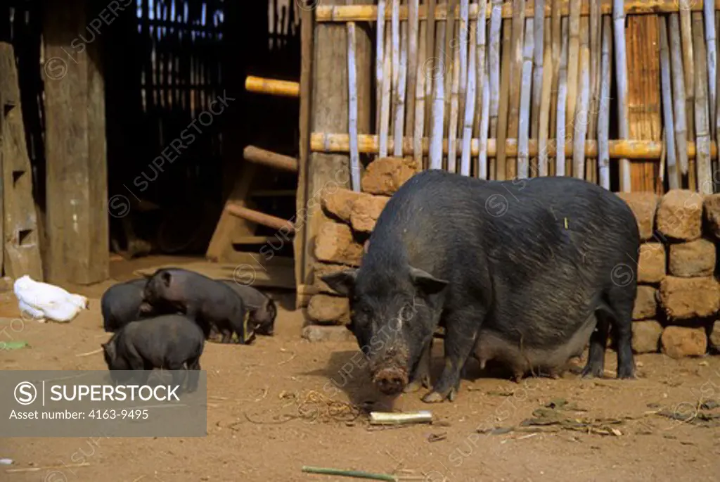 CHINA, SOUTH YUNNAN PROVINCE HANI VILLAGE, SOW WITH YOUNG PIGS