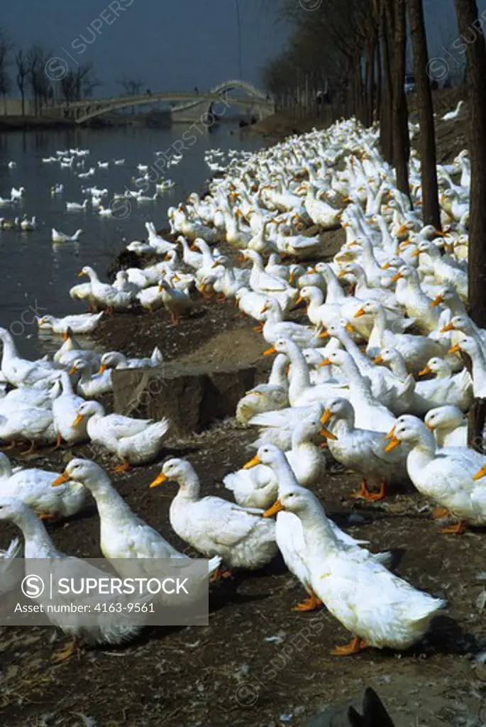 CHINA, PEKING DUCKS ALONG THE RIVER, WITH BRIDGE IN BACKGROUND