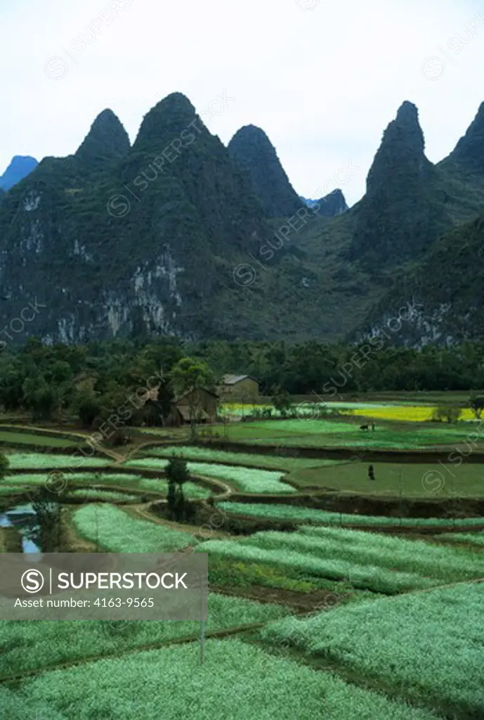 CHINA, GUILIN, VIEW OF LIME STONE MOUNTAINS AND RICE FIELDS, NEAR LI RIVER