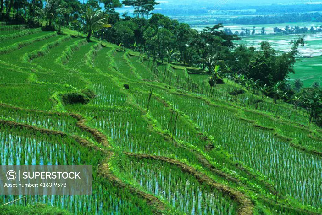 INDONESIA, JAVA, COUNTRY- SIDE LANDSCAPE SHOWING TERRACED RICE FIELDS