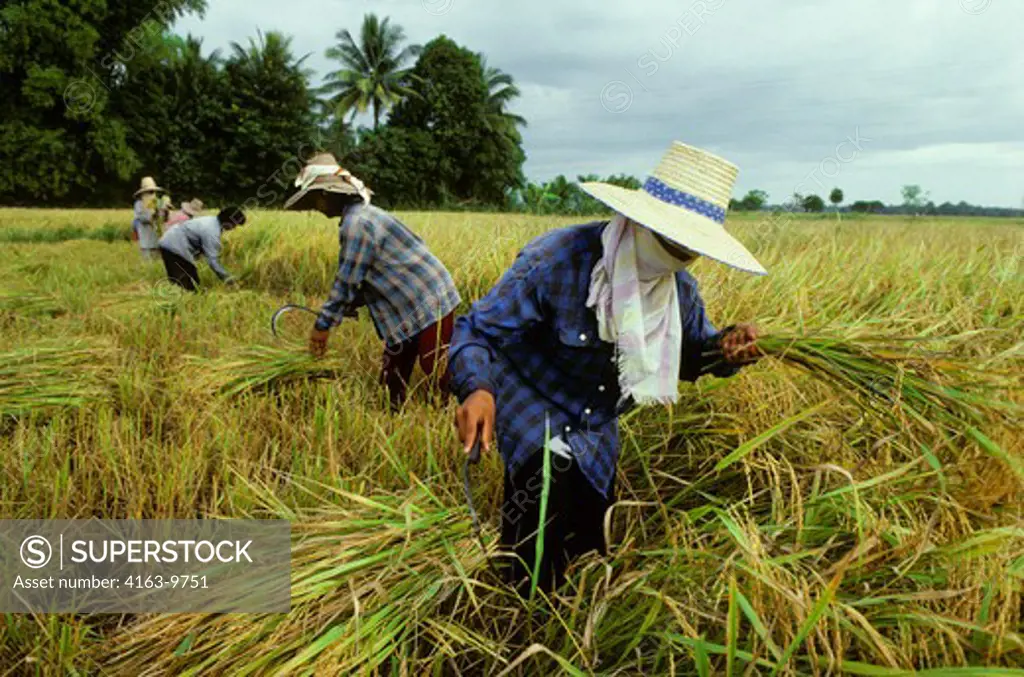 THAILAND, CENTRAL PLAINS, NEAR SUKOTHAI, FARMERS HARVESTING RICE