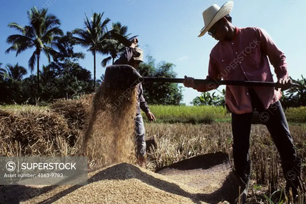 NORTH THAILAND, RICE HARVEST SEPARATING THE SEEDS FROM THE HUSKS