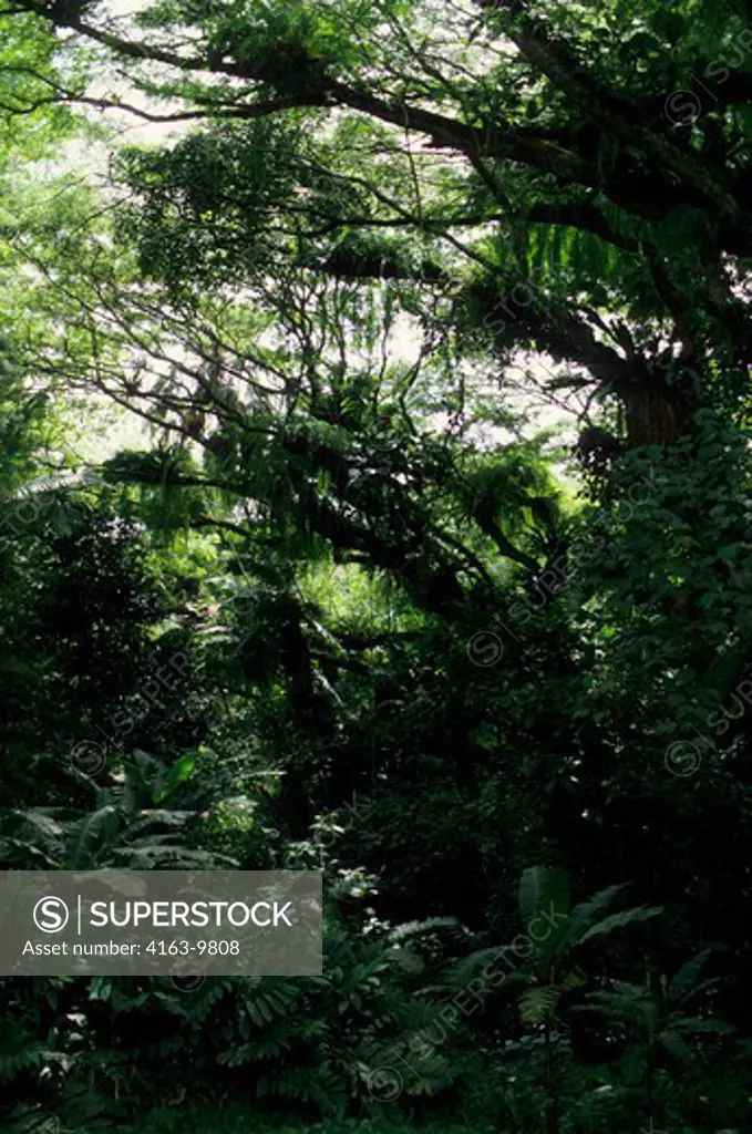 ASIA, INDONESIA, SUMATRA, TROPICAL RAIN FOREST