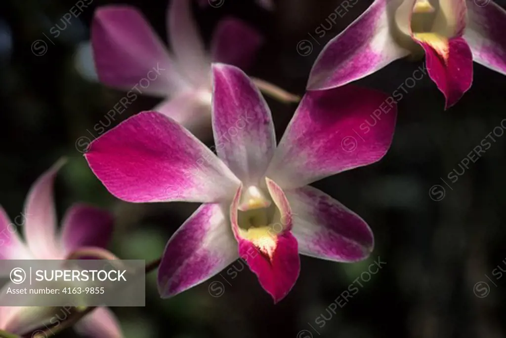 ASIA, INDONESIA, ORCHIDS CATTLEYA