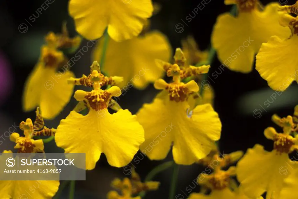 ASIA, INDONESIA, ORCHIDS ONCIDIUMS