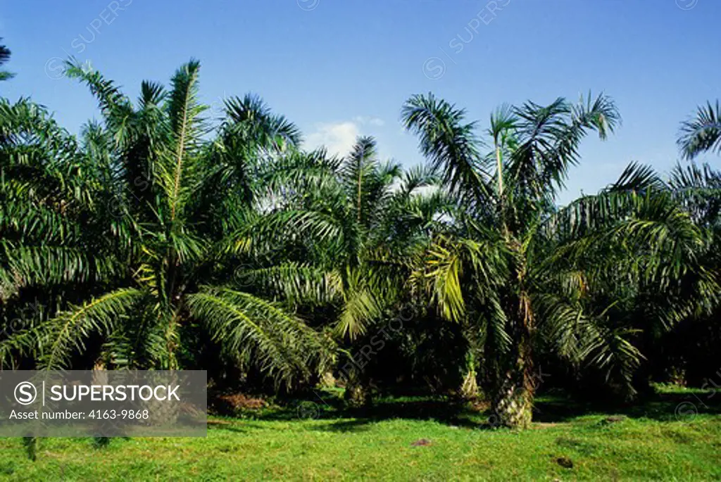 INDONESIA, SUMATRA, PALM OIL PLANTATION