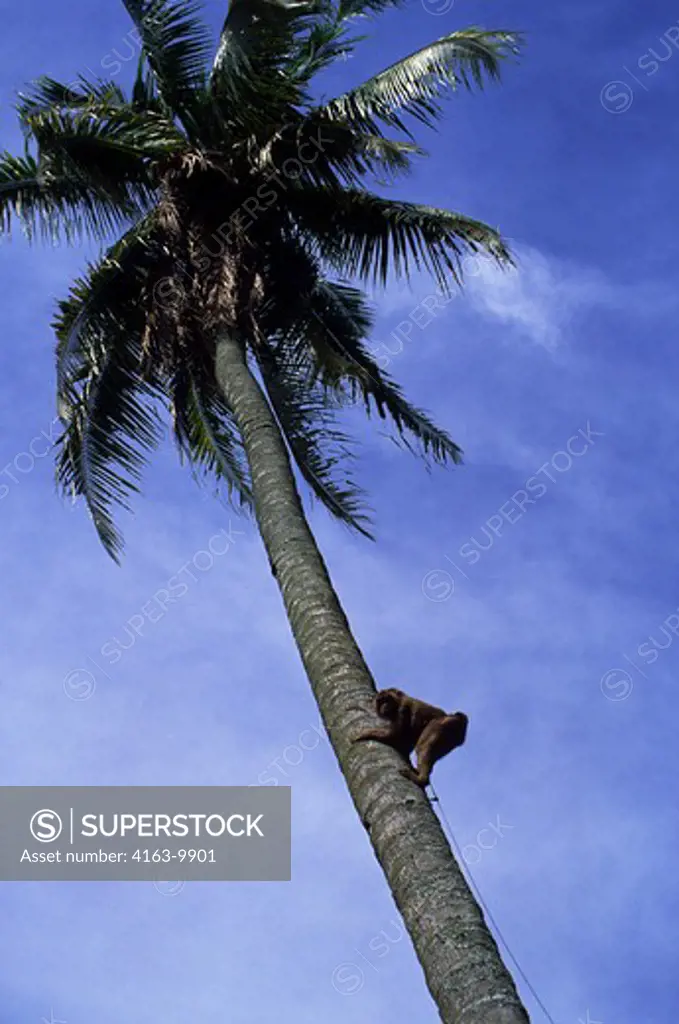 ASIA, INDONESIA, SUMATRA, MONKEY CLIMBING UP COCONUT TREE