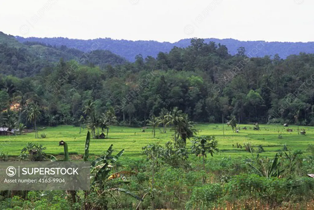 INDONESIA, SUMATRA, RICE FIELDS WITH CASSAVA FIELD IN FOREGROUND, RAIN FOREST IN BACKGROUND