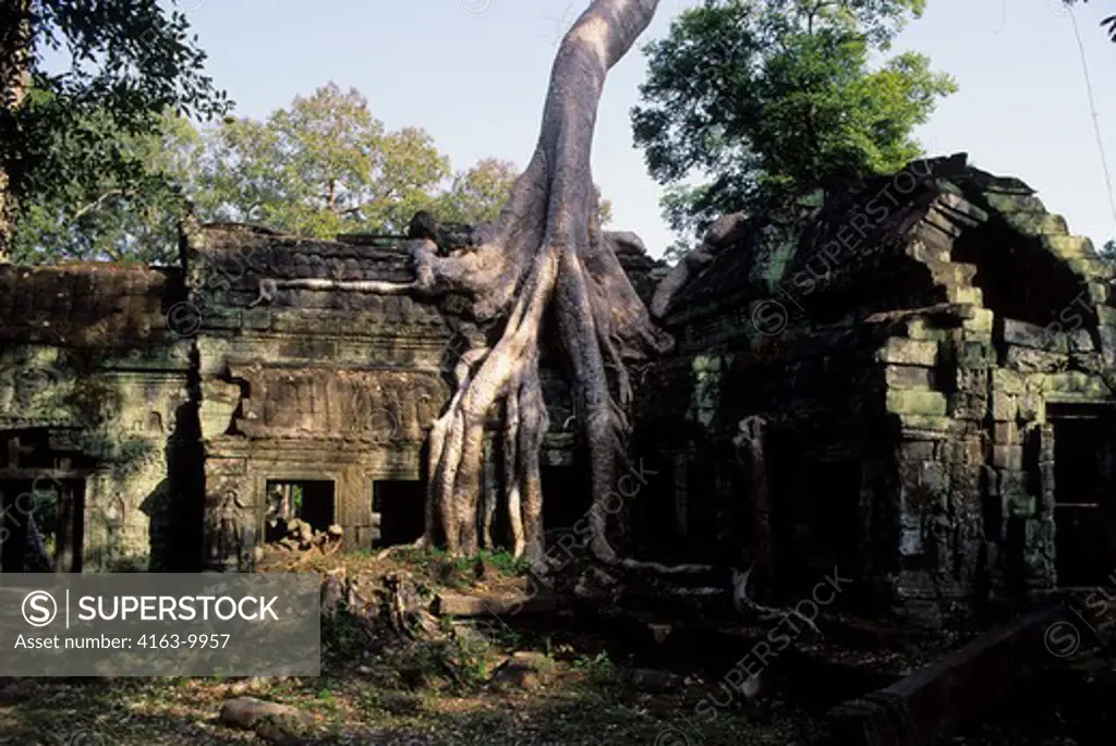 CAMBODIA, ANGKOR, TA PROHM TEMPLE, OVERGROWN WITH VEGETATION