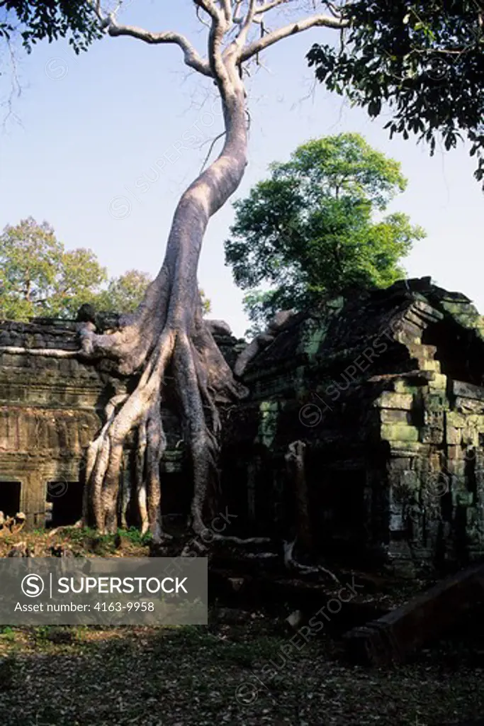 CAMBODIA, ANGKOR, TA PROHM TEMPLE, OVERGROWN WITH VEGETATION