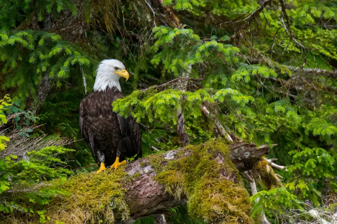A bald eagle (Haliaeetus leucocephalus) is sitting on a moss covered tree in the forest along the shoreline of Takatz Bay on Baranof Island, Tongass National Forest, Alaska, USA.