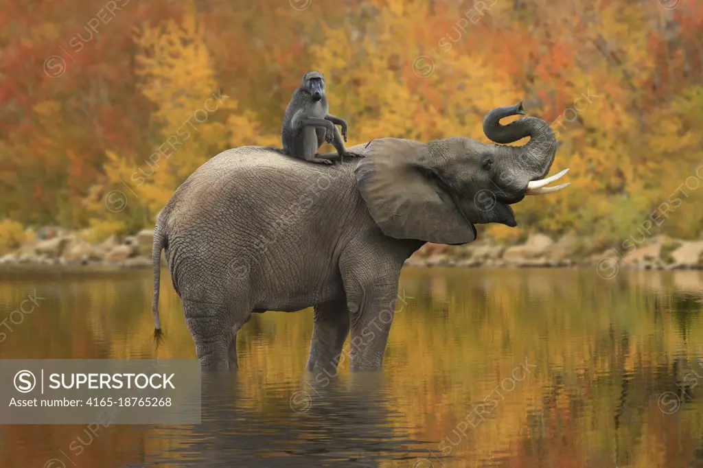 Beautiful Images of of African Elephants in Africa