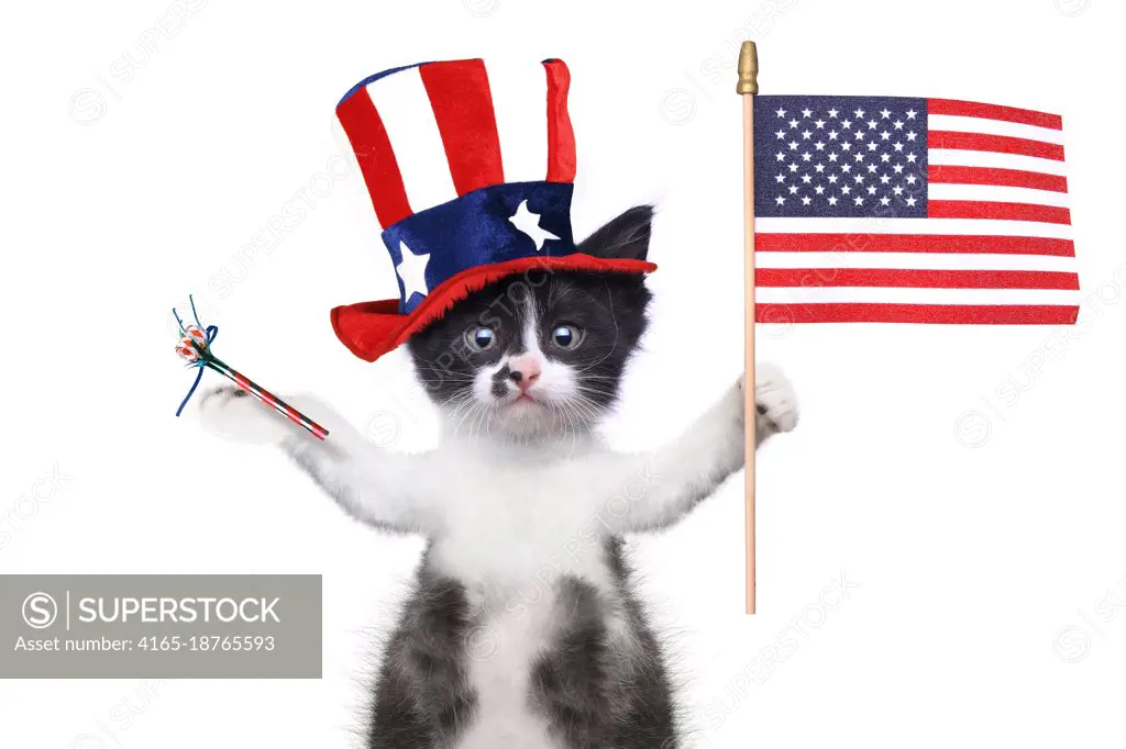 Hilarious Kitten Celebrating the American Holiday 4th of July