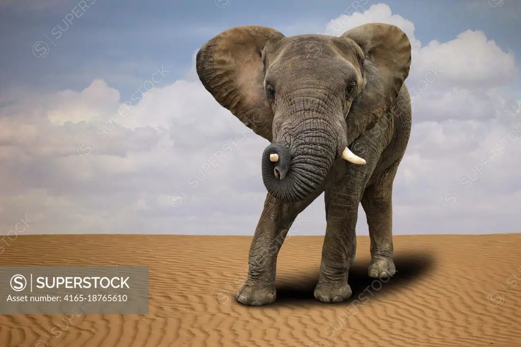 African Elephant Outdoors in Daylight