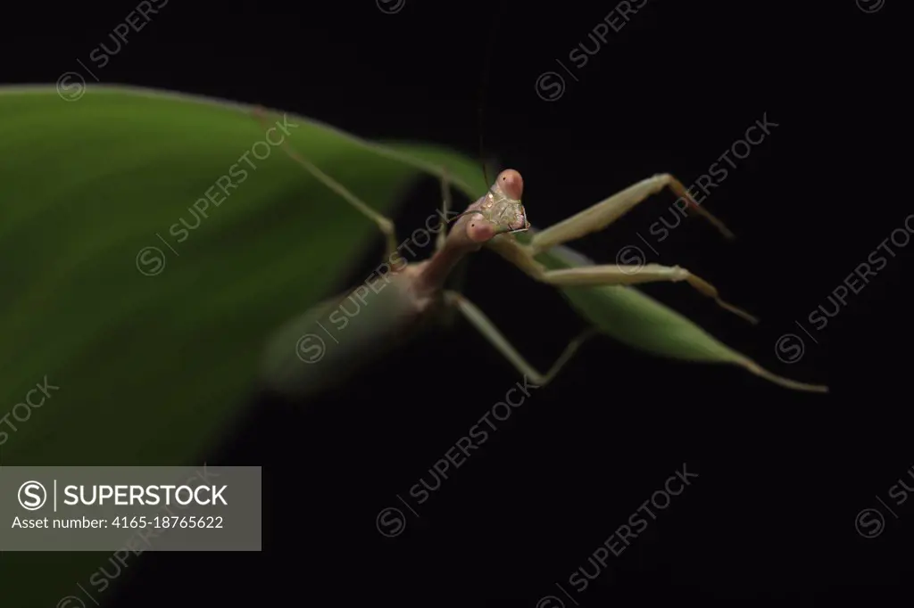 Crisp, Clean studio Shot of Green Praying Mantis on Black Background