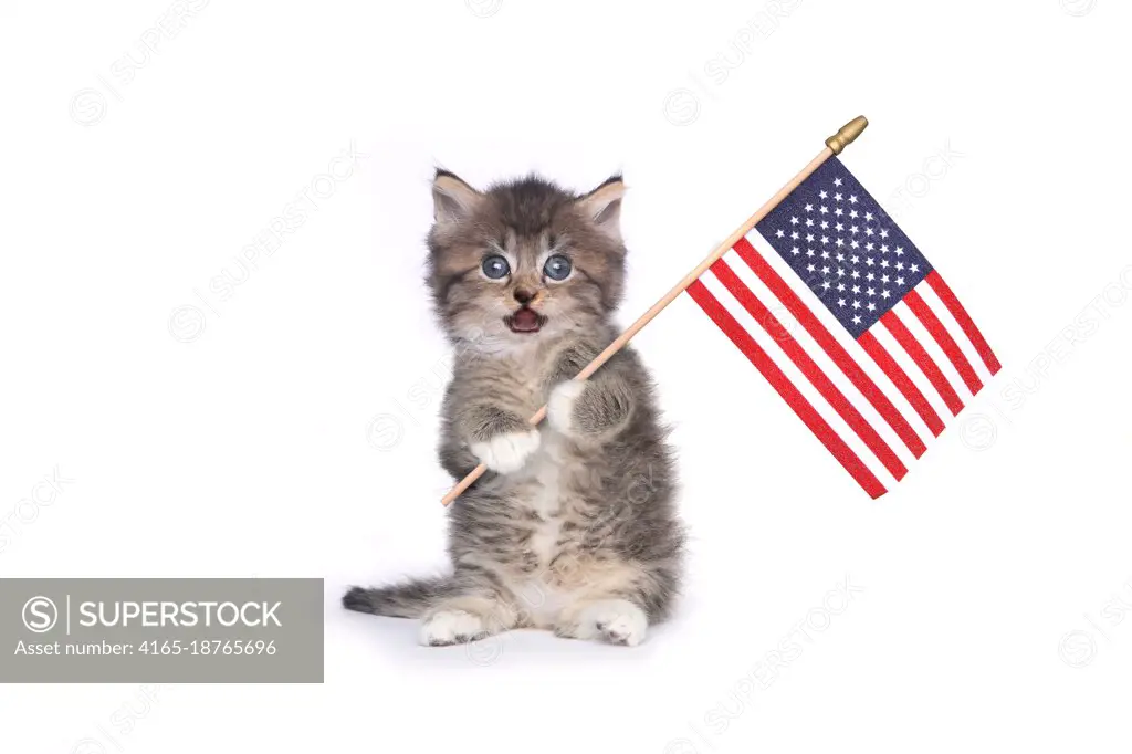 Adorable Kitten on White Holding American Flag