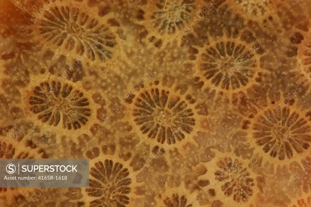 Fossilized Coral AKA Coral Stone