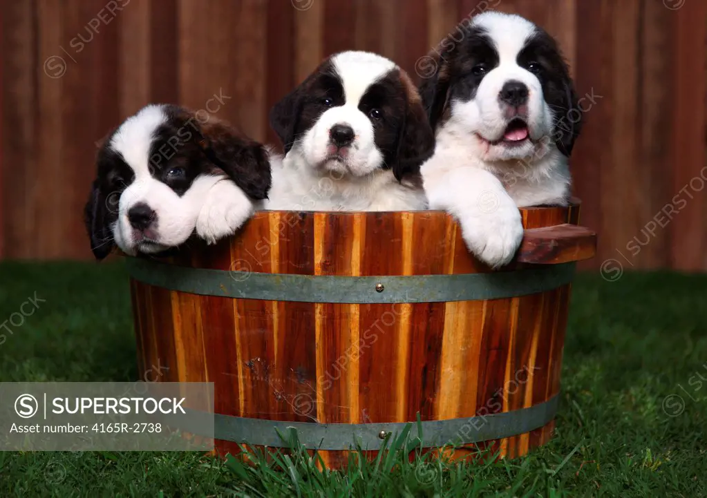 Adorable Saint Bernard Puppies in a Barrel Outdoors