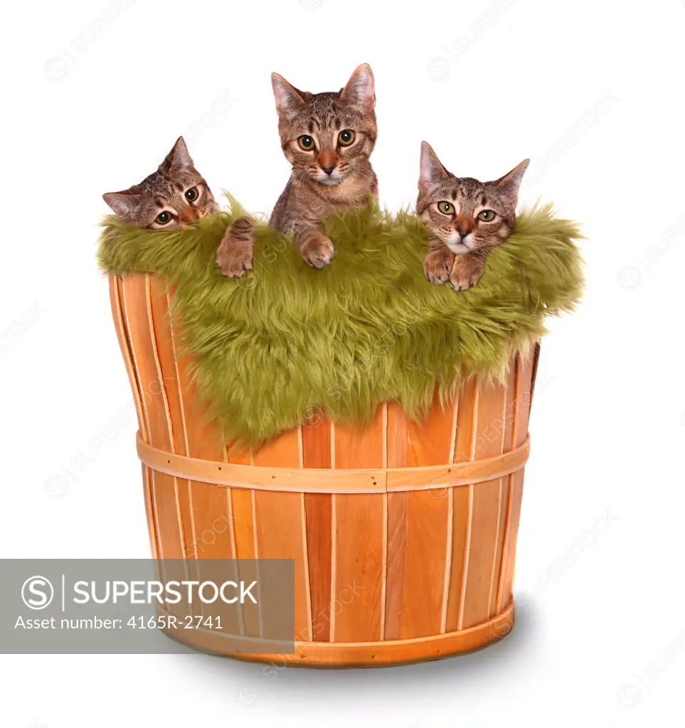 Sweet Little Kittens on a White background