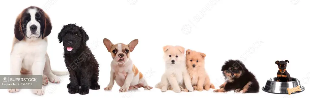 Lineup of 5 Different Breeds of Puppy Dogs on White