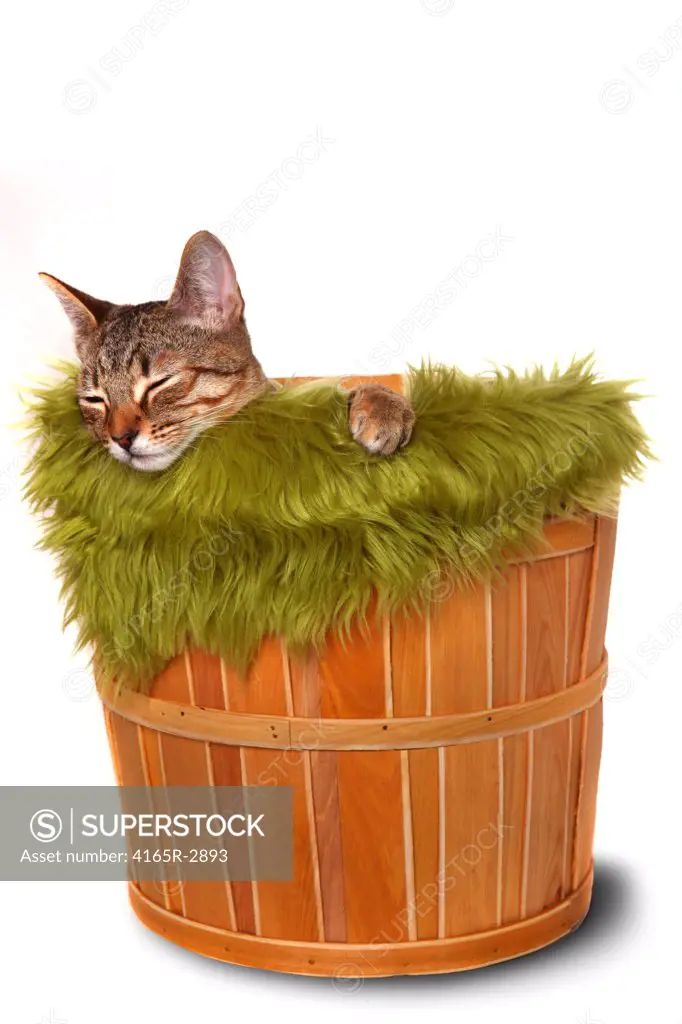 Sweet Little Kitten on a White background