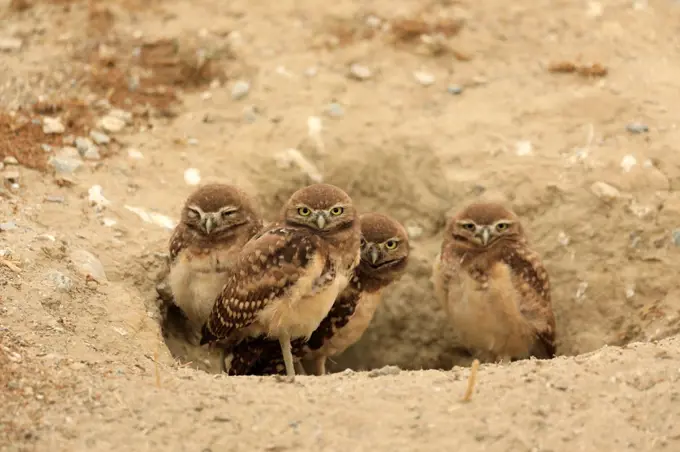 Juvenile Burrowing Owls in Southern California in Their Wild Habitat