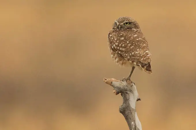 Juvenile Burrowing Owls in Southern California in Their Wild Habitat