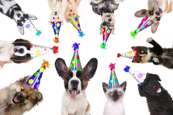 Multiple Pet Animals Isolated Wearing Birthday Hats for a Party