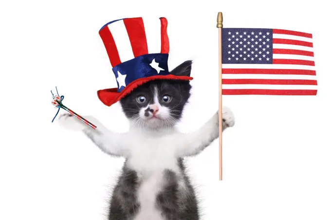 Hilarious Kitten Celebrating the American Holiday 4th of July